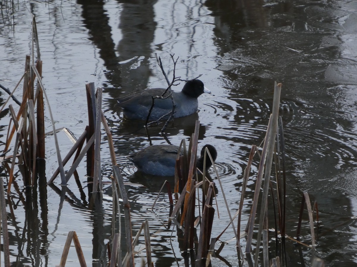 American Coot - ML646152826
