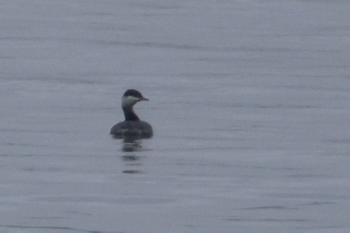 Ухаа шунгуур - ML646152834