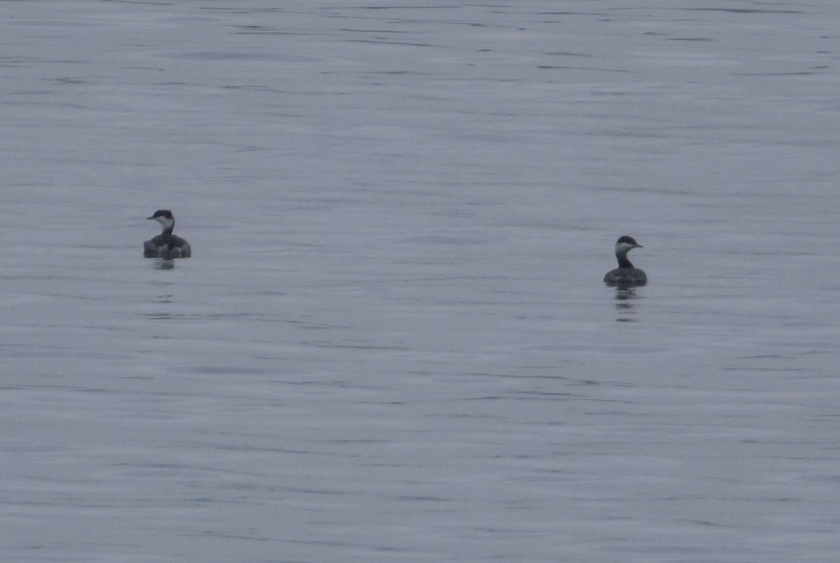 Ухаа шунгуур - ML646152835