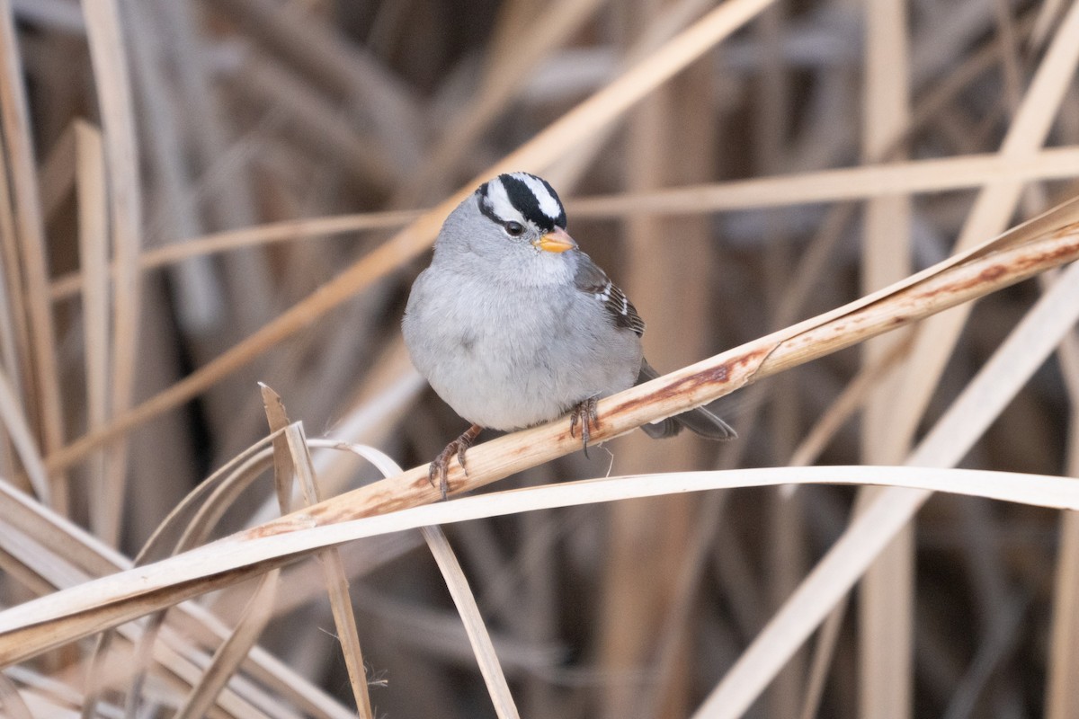 White-crowned Sparrow - ML646152838