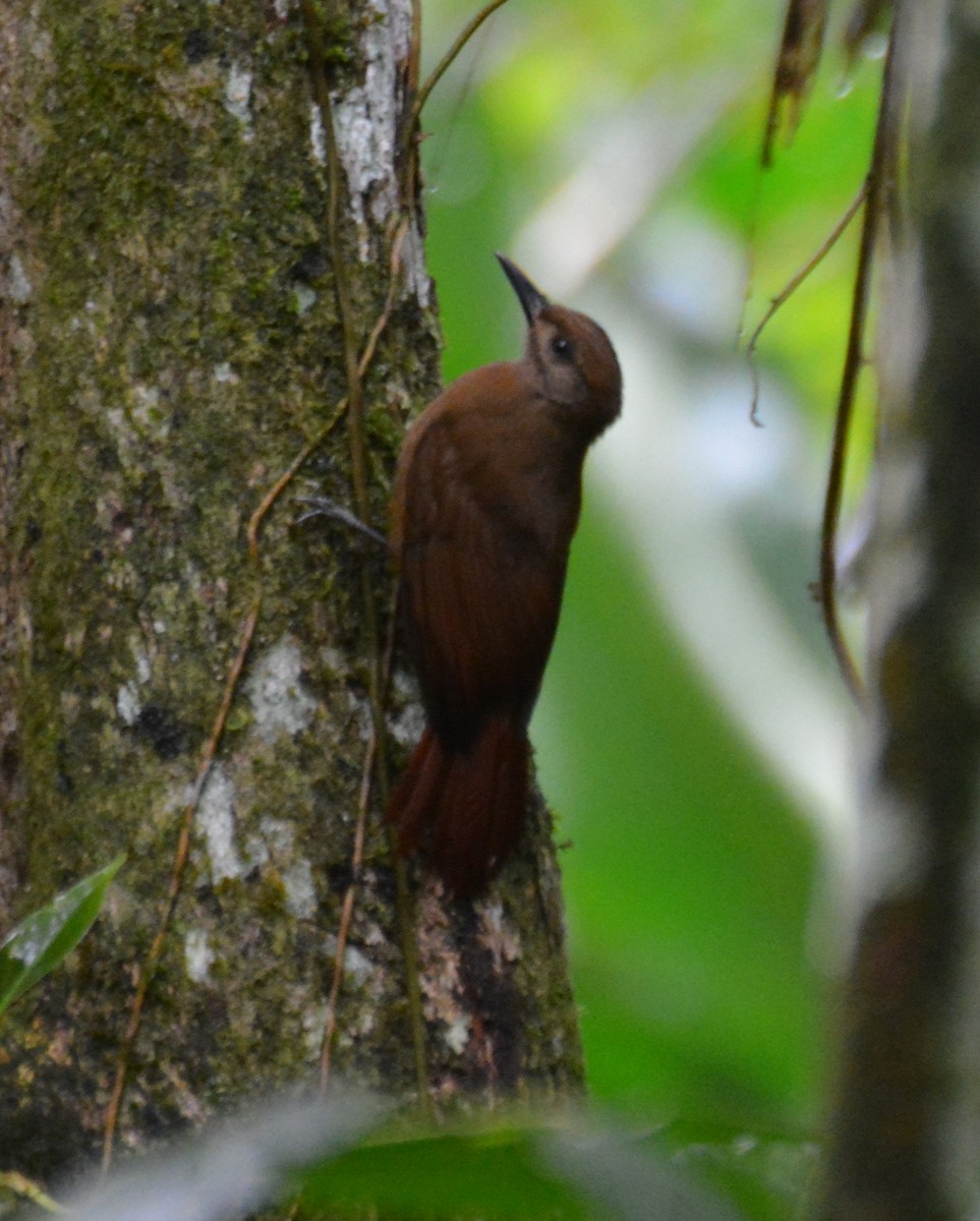 Plain-brown Woodcreeper - ML646152841