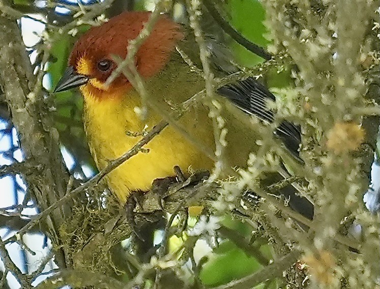 Fulvous-headed Brushfinch - ML646152842