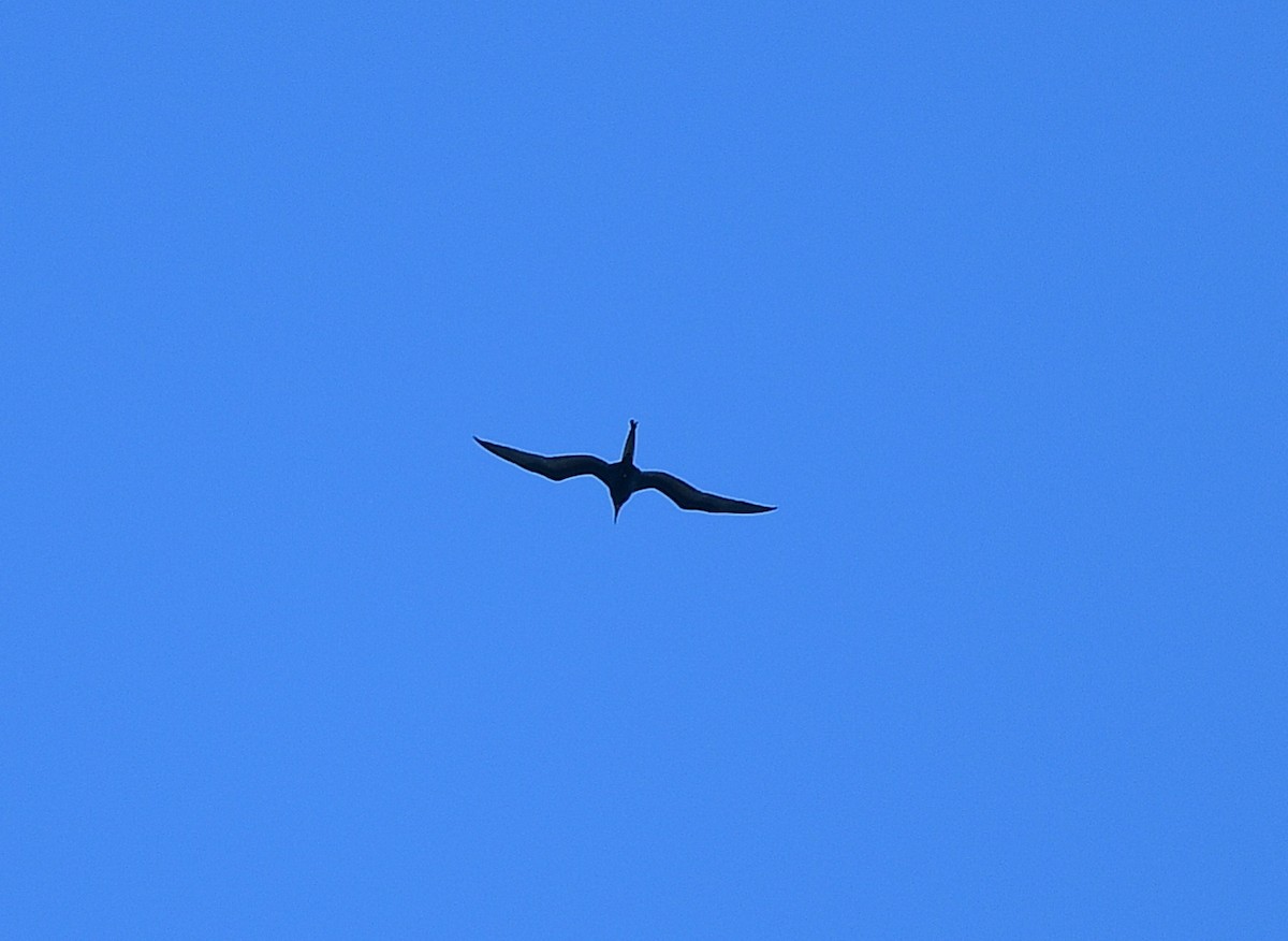 Magnificent Frigatebird - ML646152854