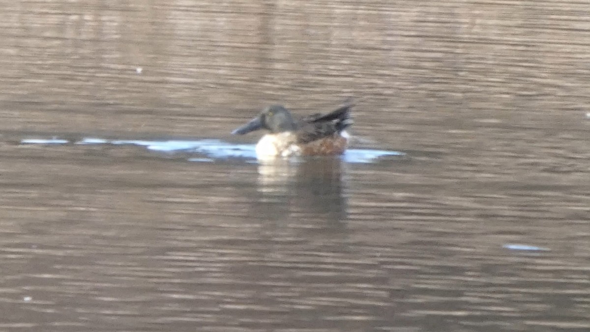 lžičák pestrý - ML646152855