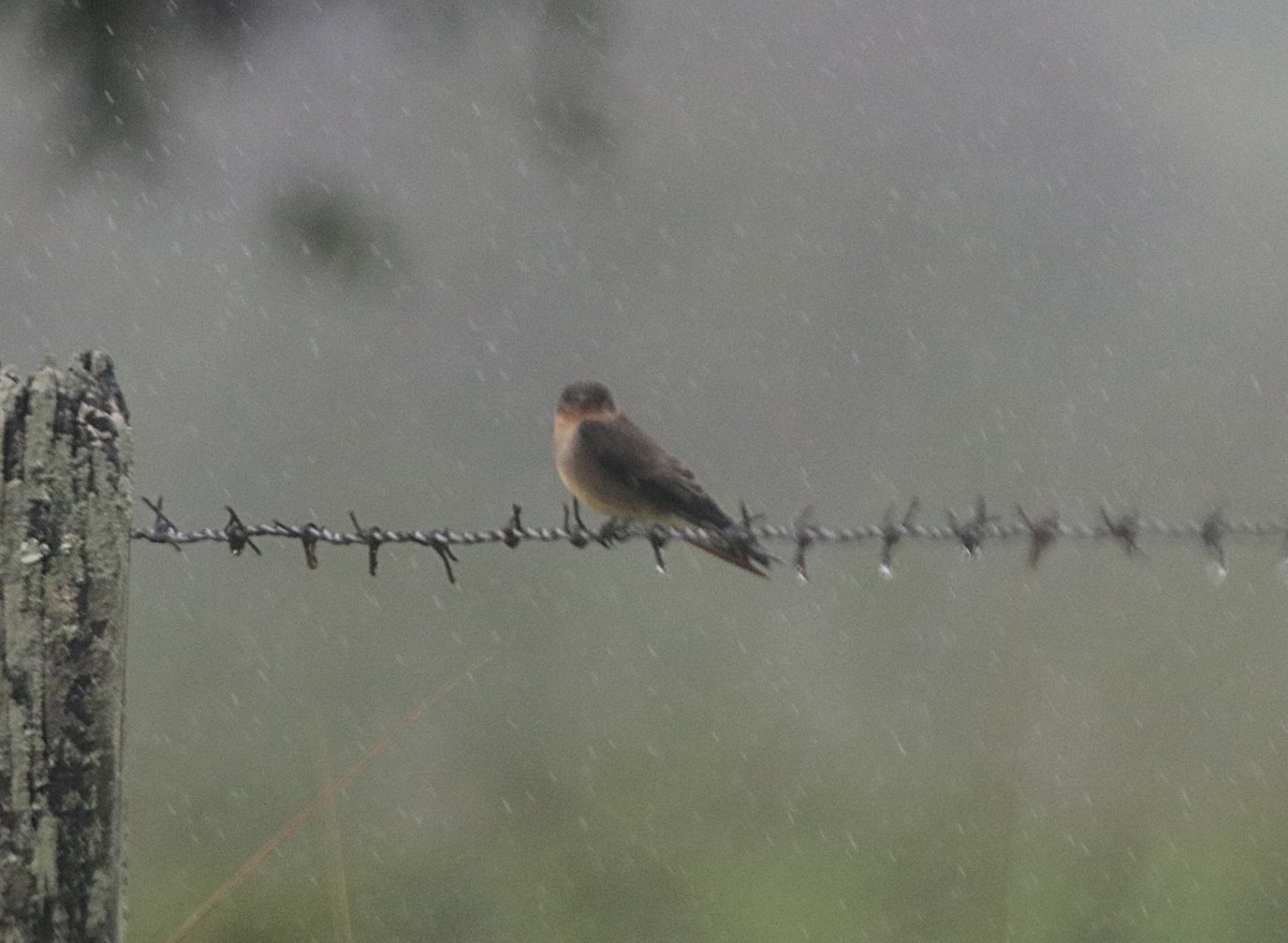 Southern Rough-winged Swallow - ML646152859