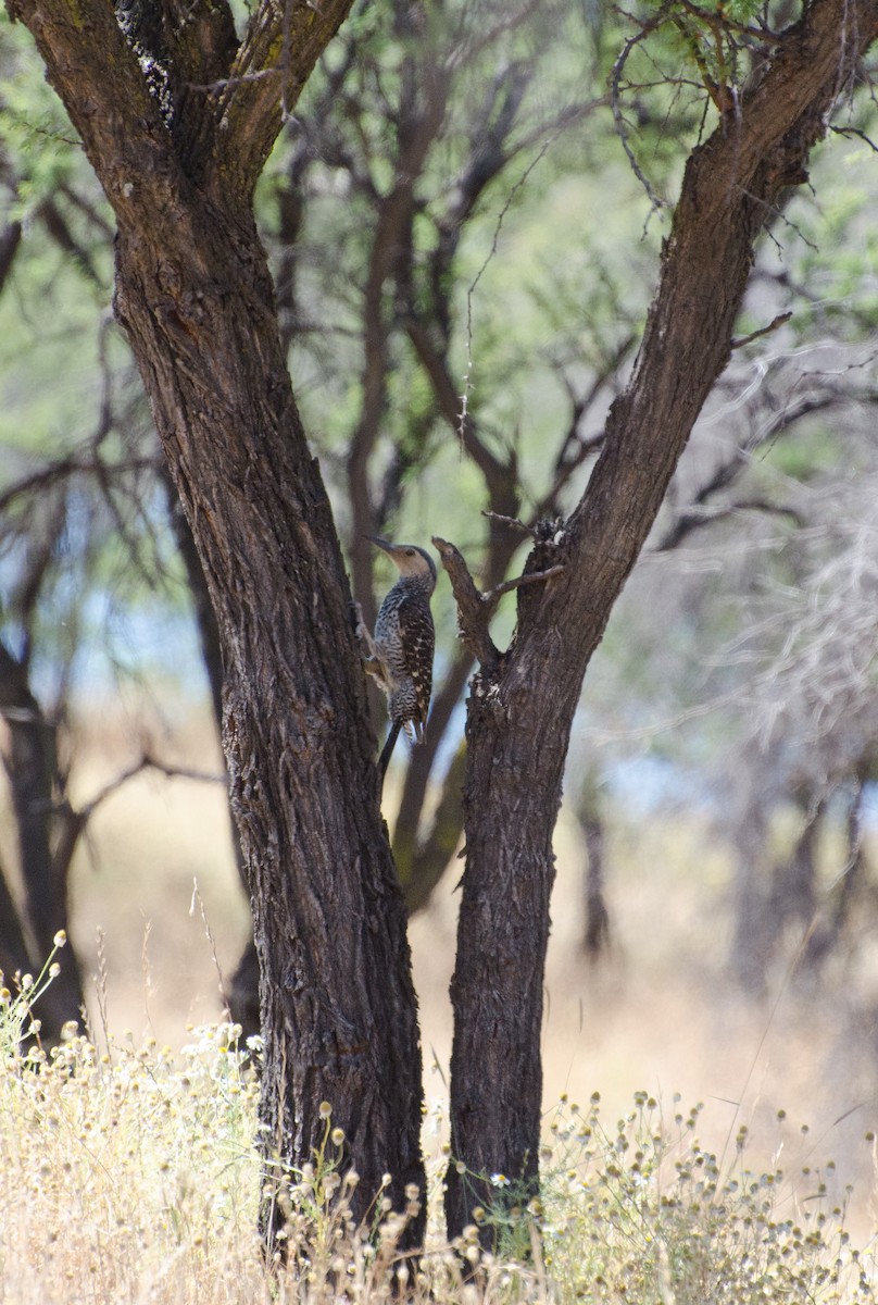 Pic du Chili - ML646152860