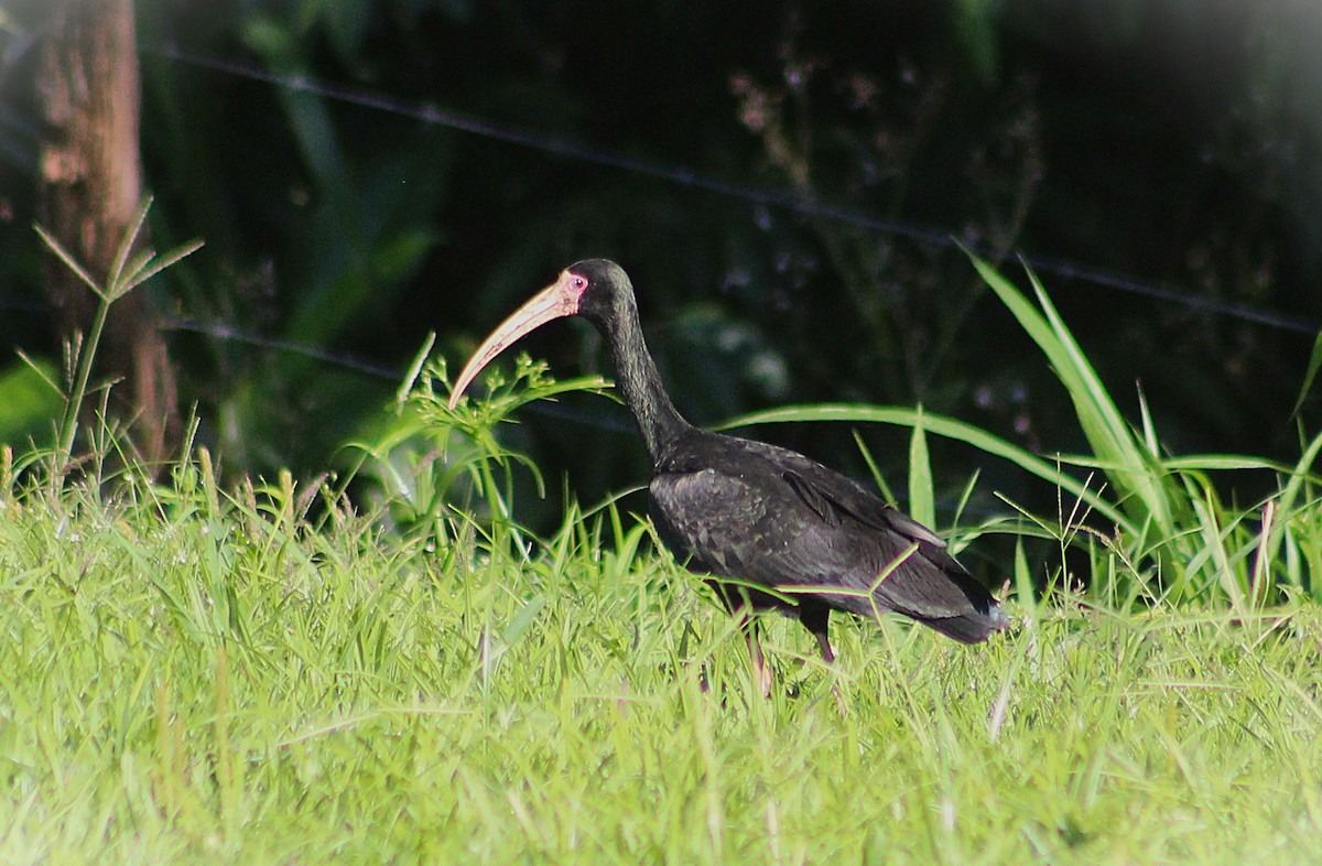 Bare-faced Ibis - ML646152874