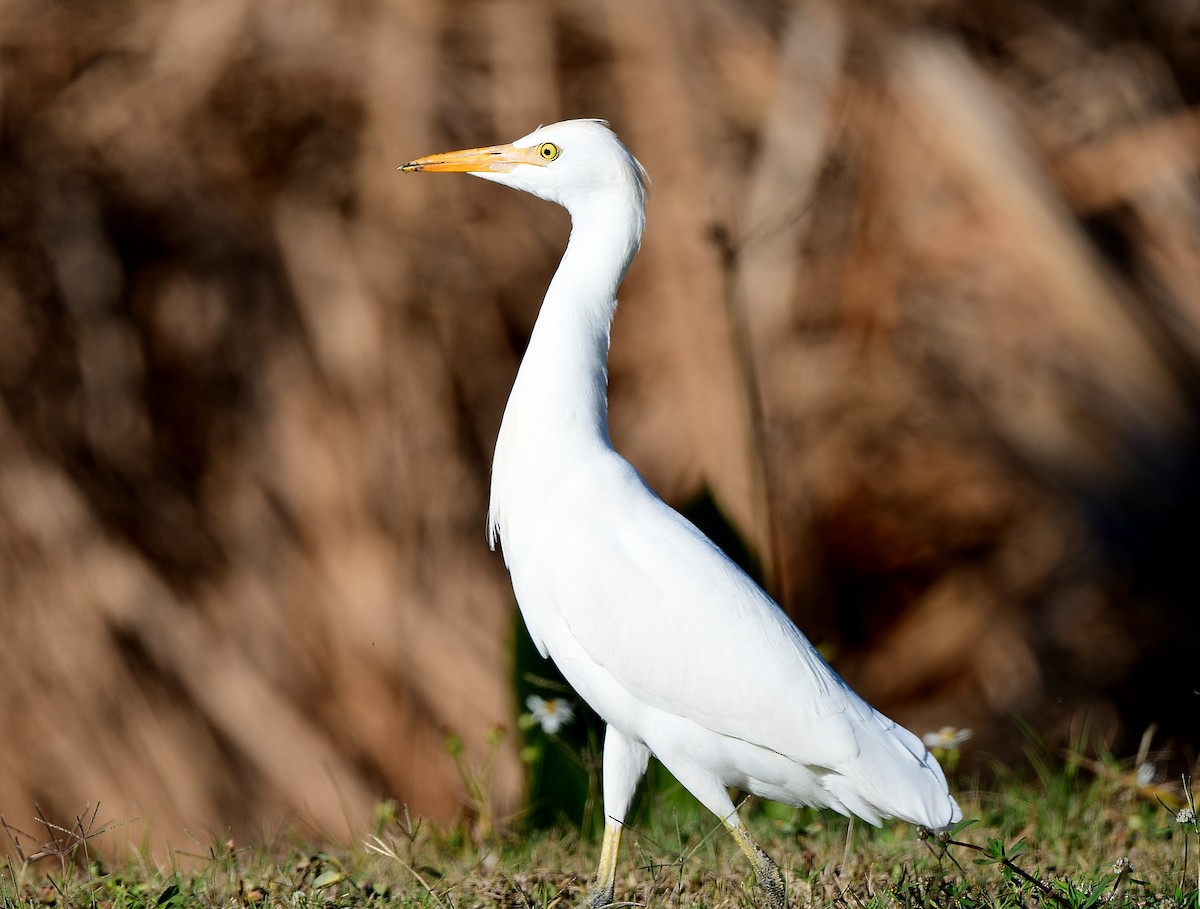 Airone guardabuoi - ML646152876