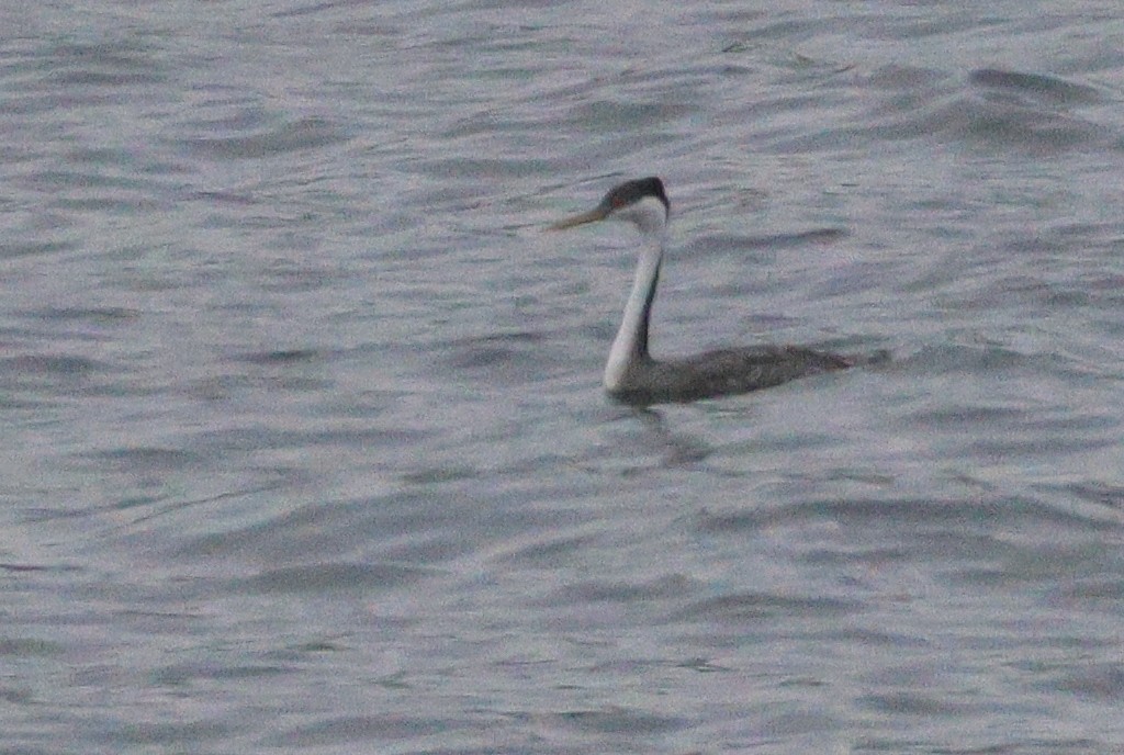 Western Grebe - ML646152877