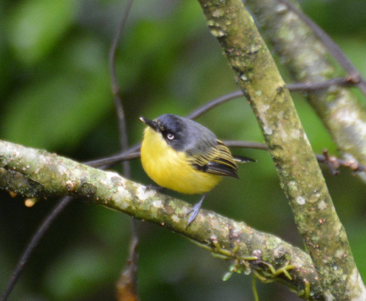 Common Tody-Flycatcher - ML646152879