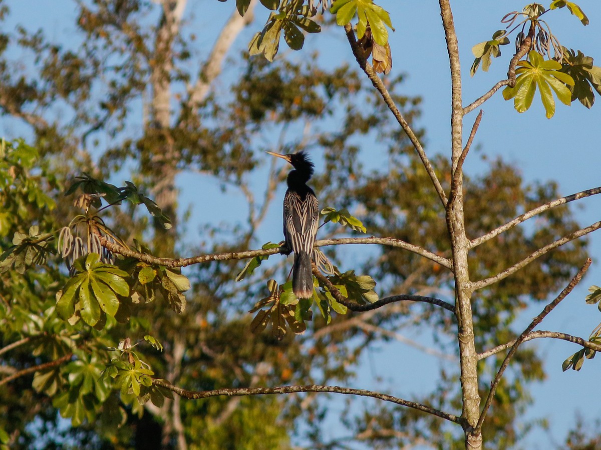 Anhinga - ML646152883