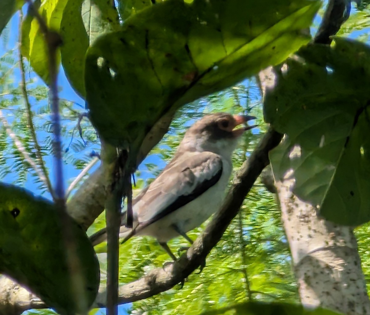 Masked Tityra - ML646152891