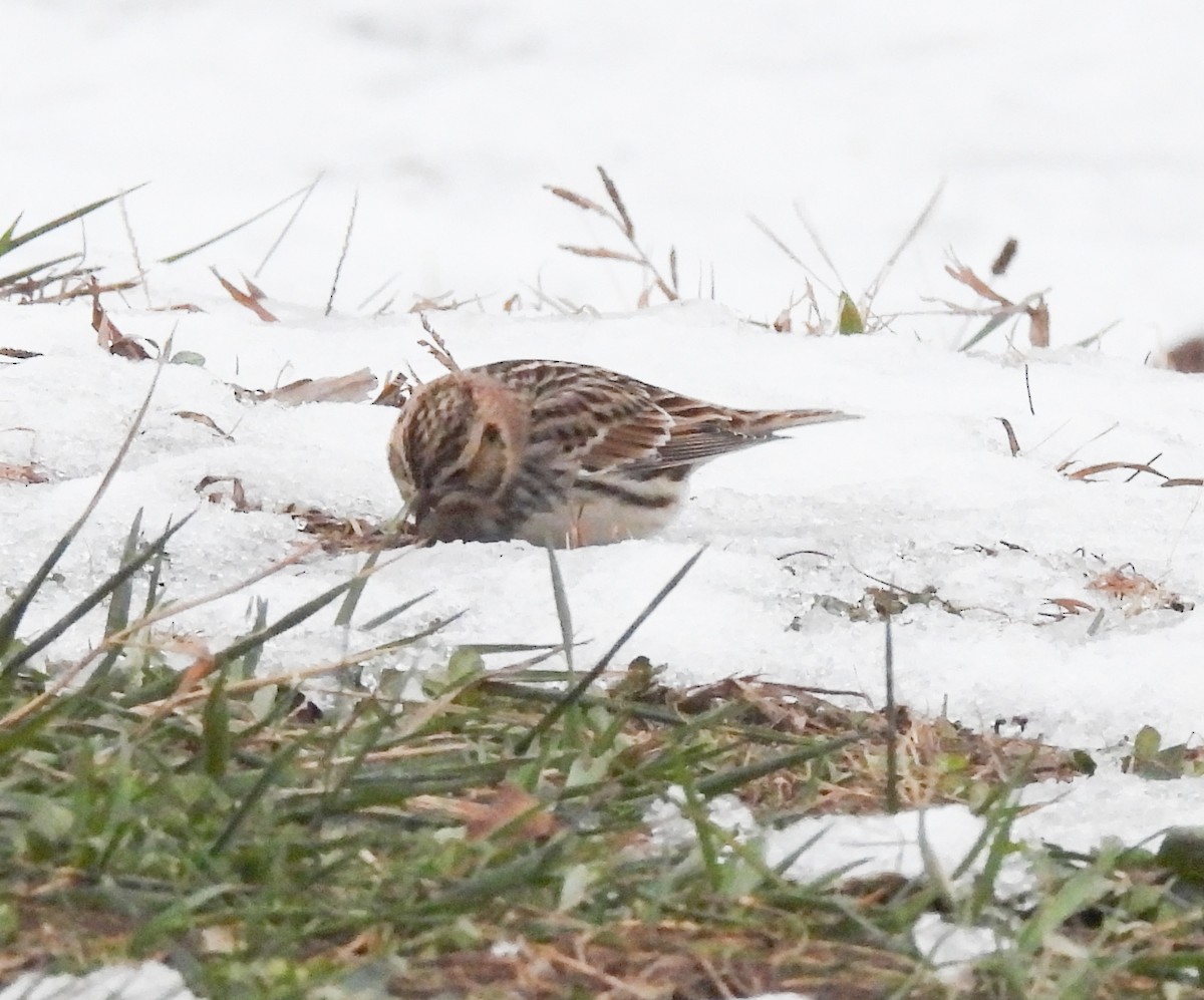 Lapland Longspur - ML646152892