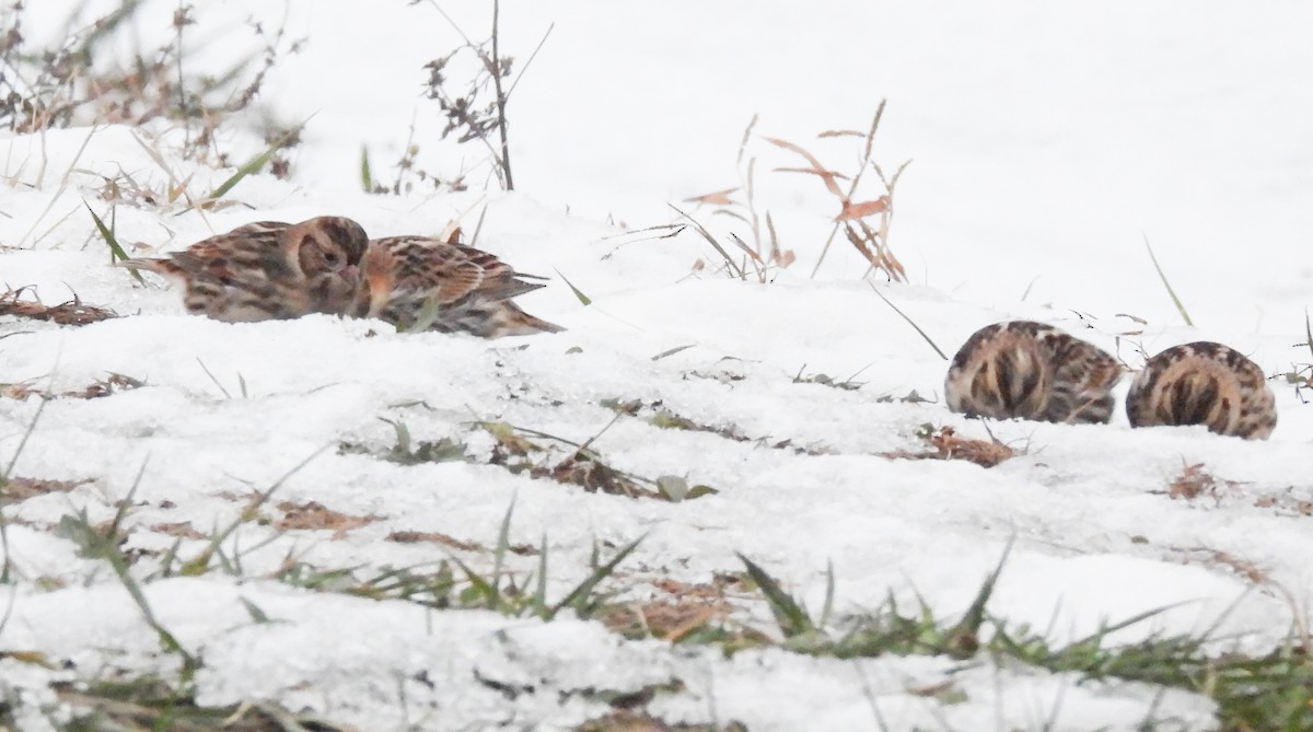 Lapland Longspur - ML646152893