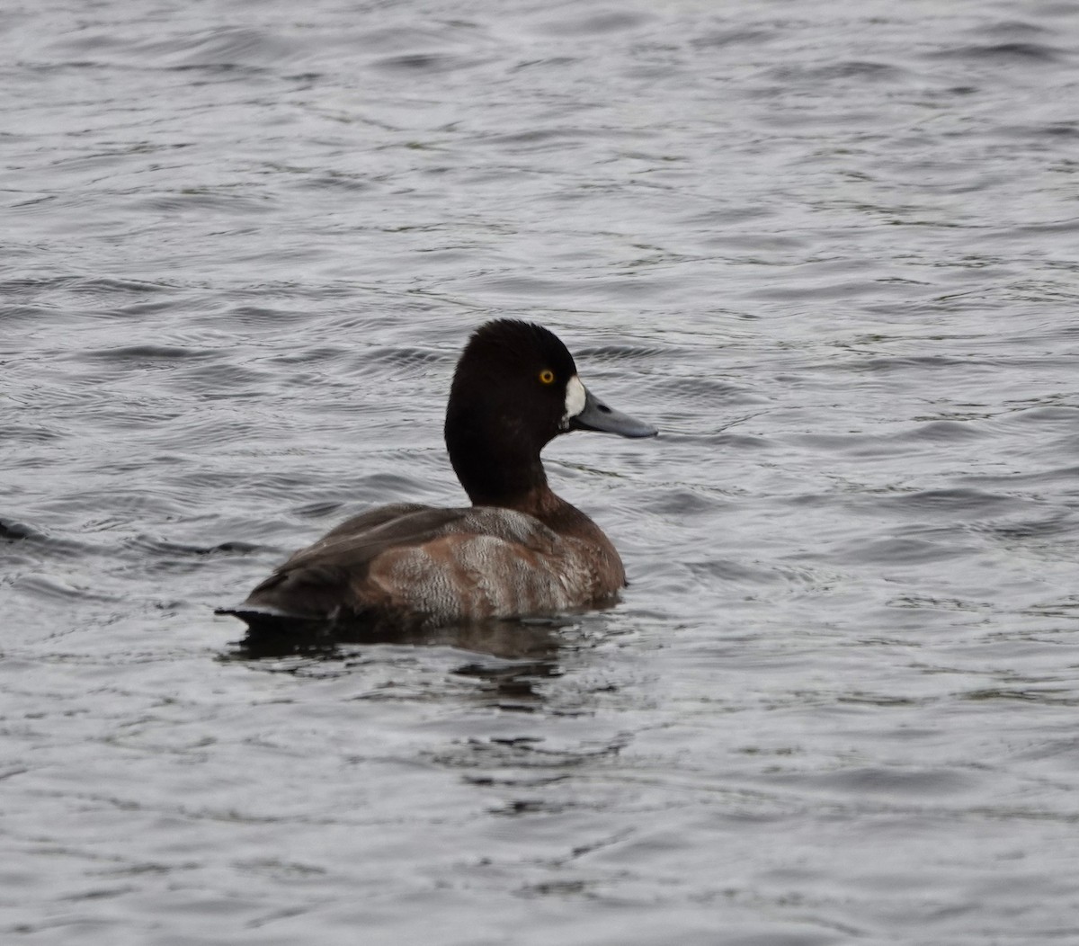 Lesser Scaup - ML646152894