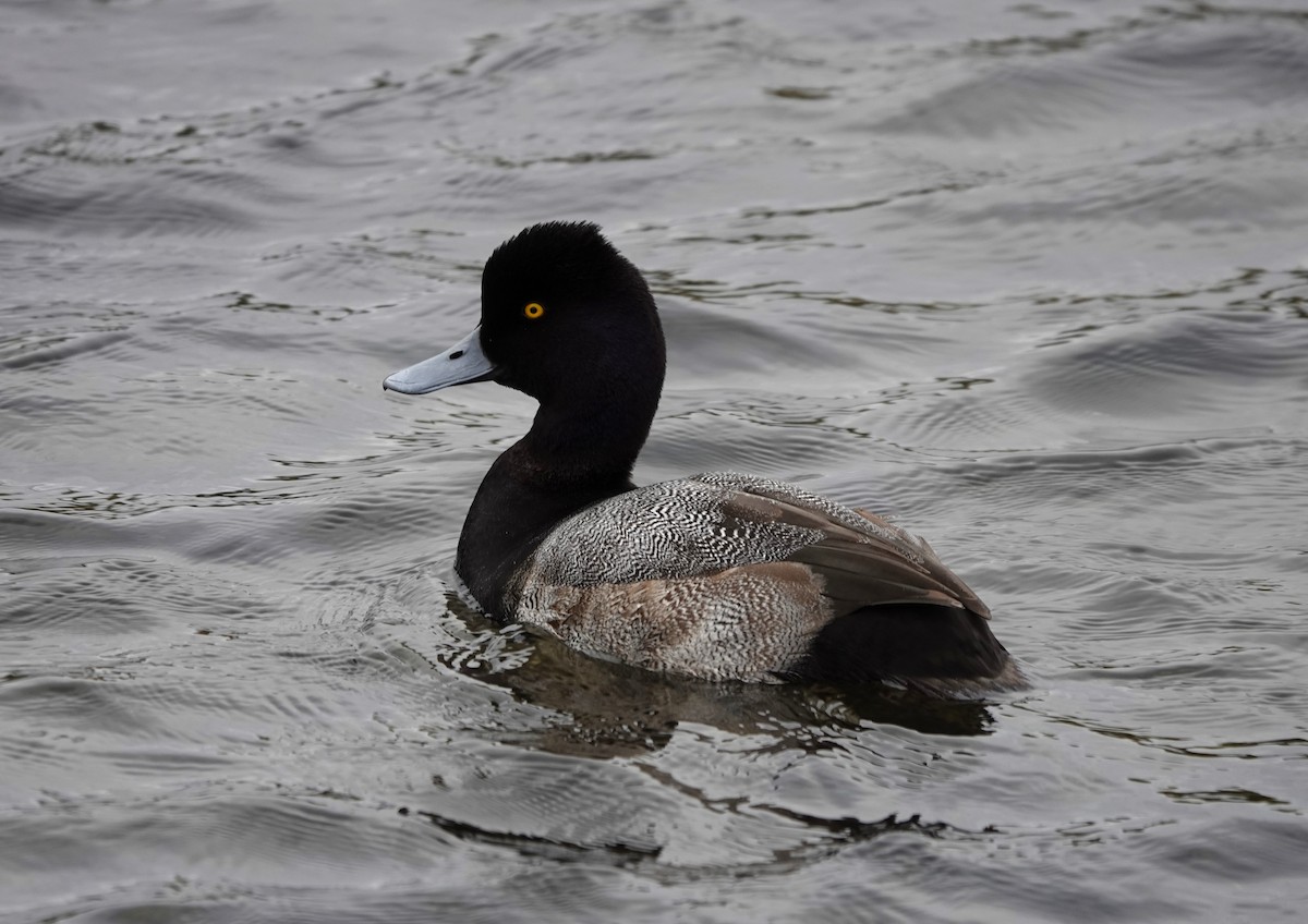 Lesser Scaup - ML646152895