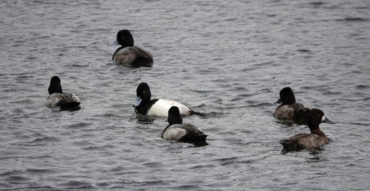 Lesser Scaup - ML646152896