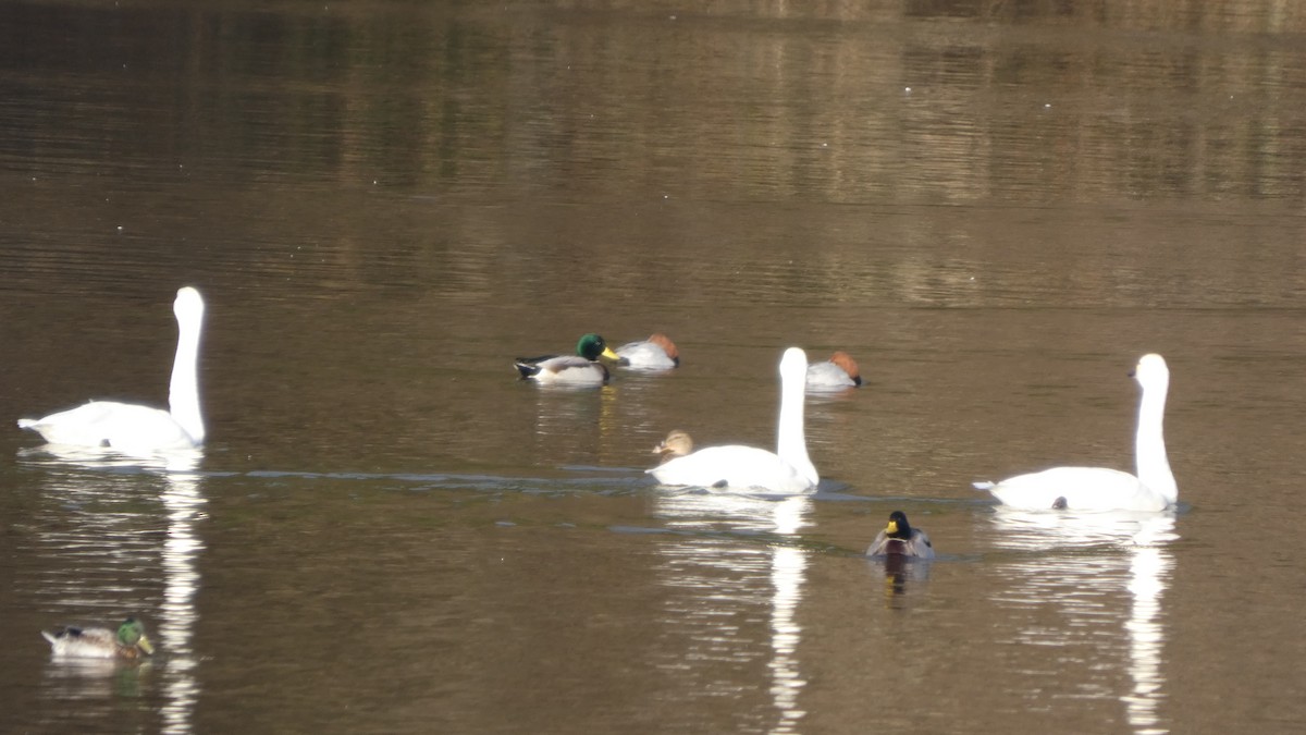 labuť malá - ML646152898