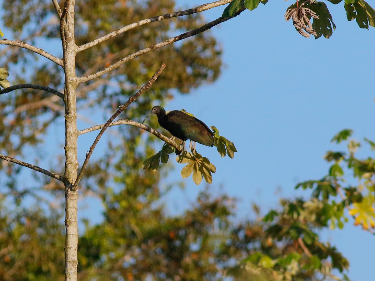 Green Ibis - ML646152899