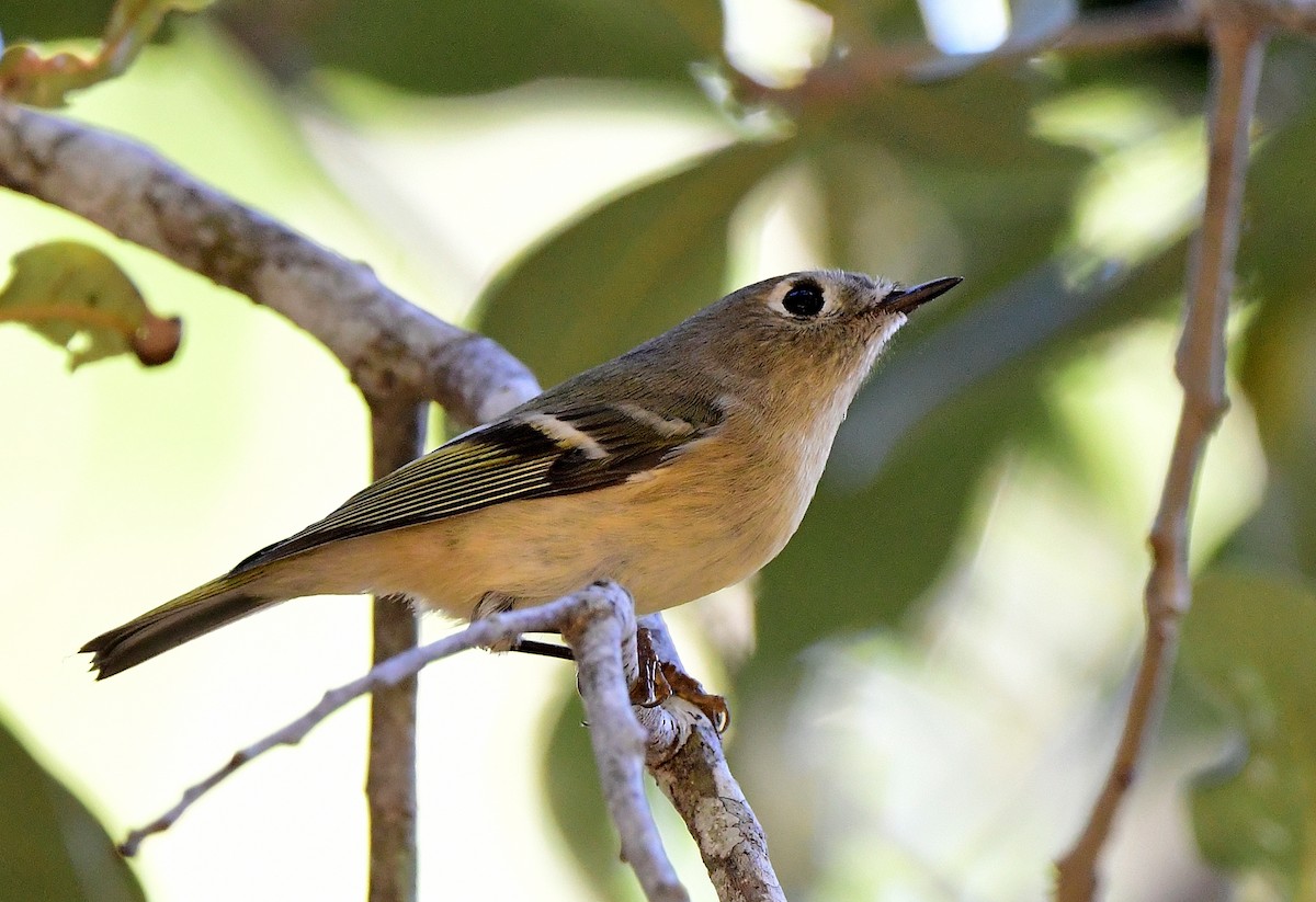 Ruby-crowned Kinglet - ML646152900