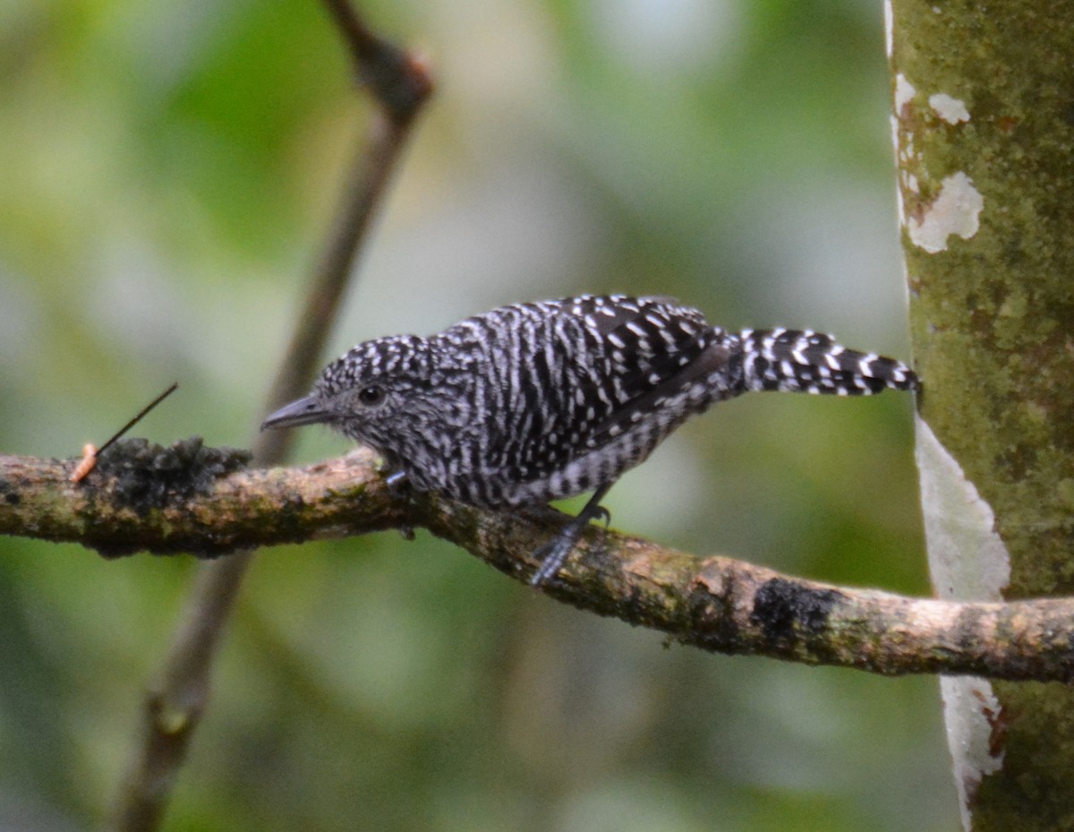 Bar-crested Antshrike - ML646152901