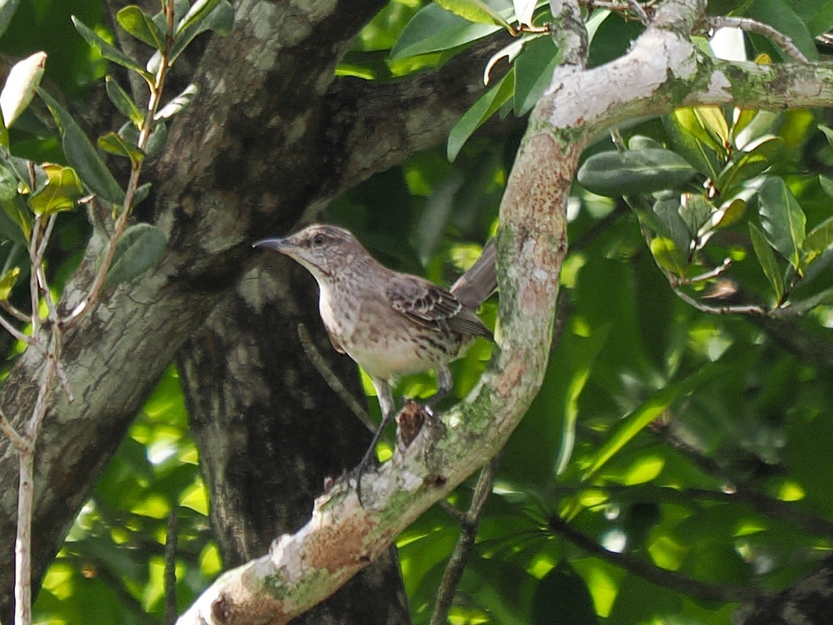 Bahama Mockingbird - ML646152914