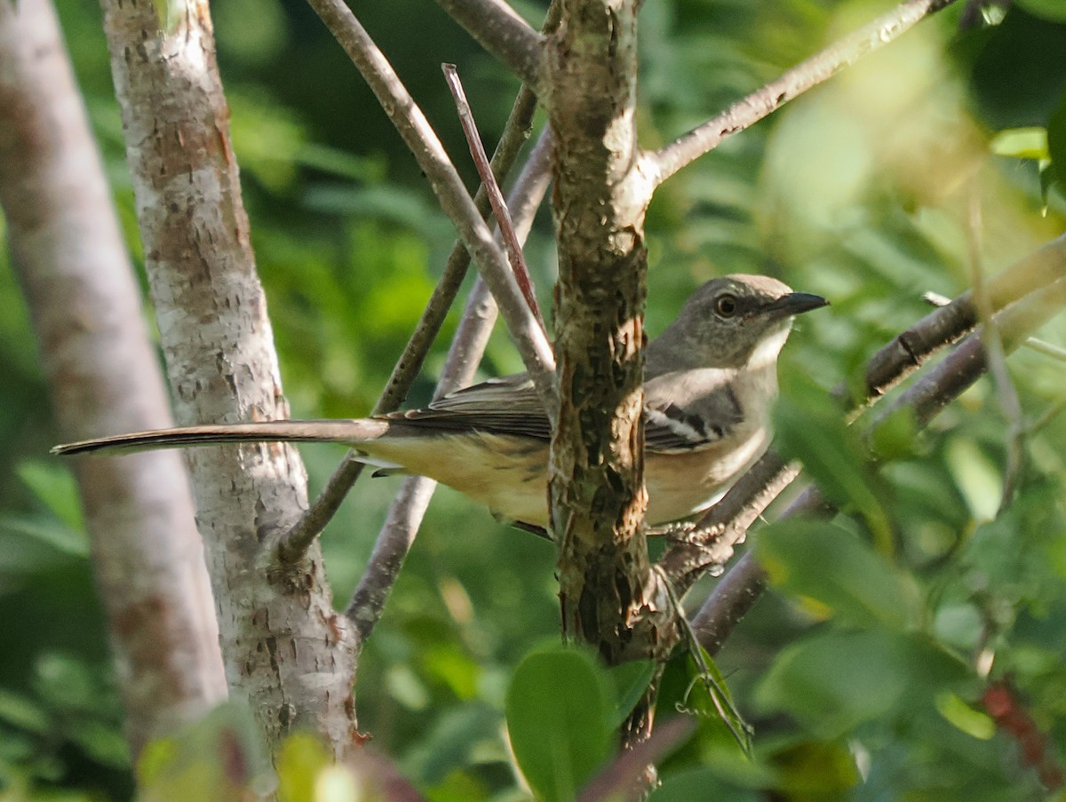 Bahama Mockingbird - ML646152915