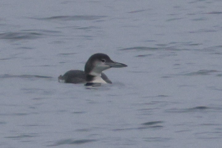Common Loon - ML646152916