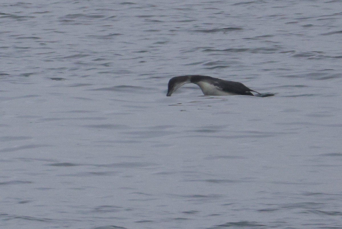 Common Loon - ML646152917