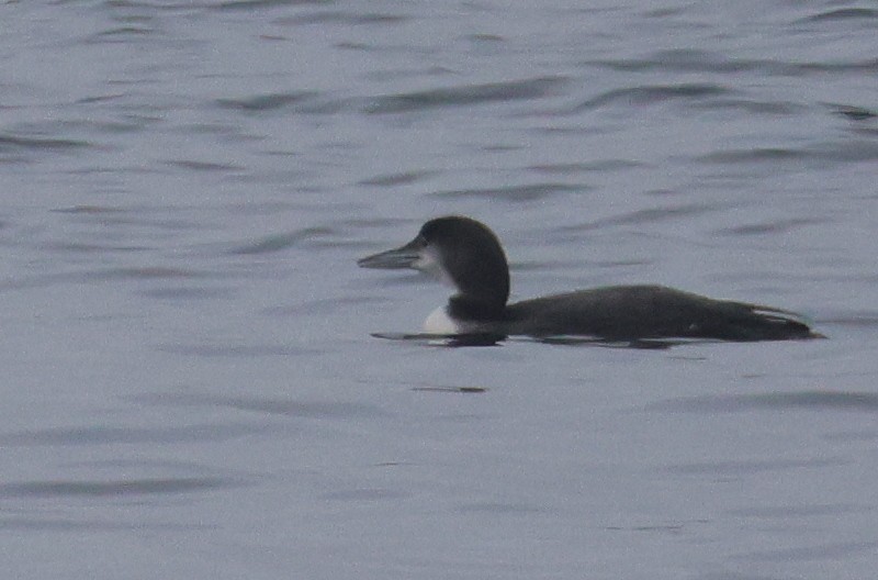 Common Loon - ML646152918