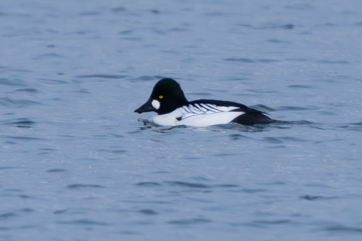 Common Goldeneye - ML646152919