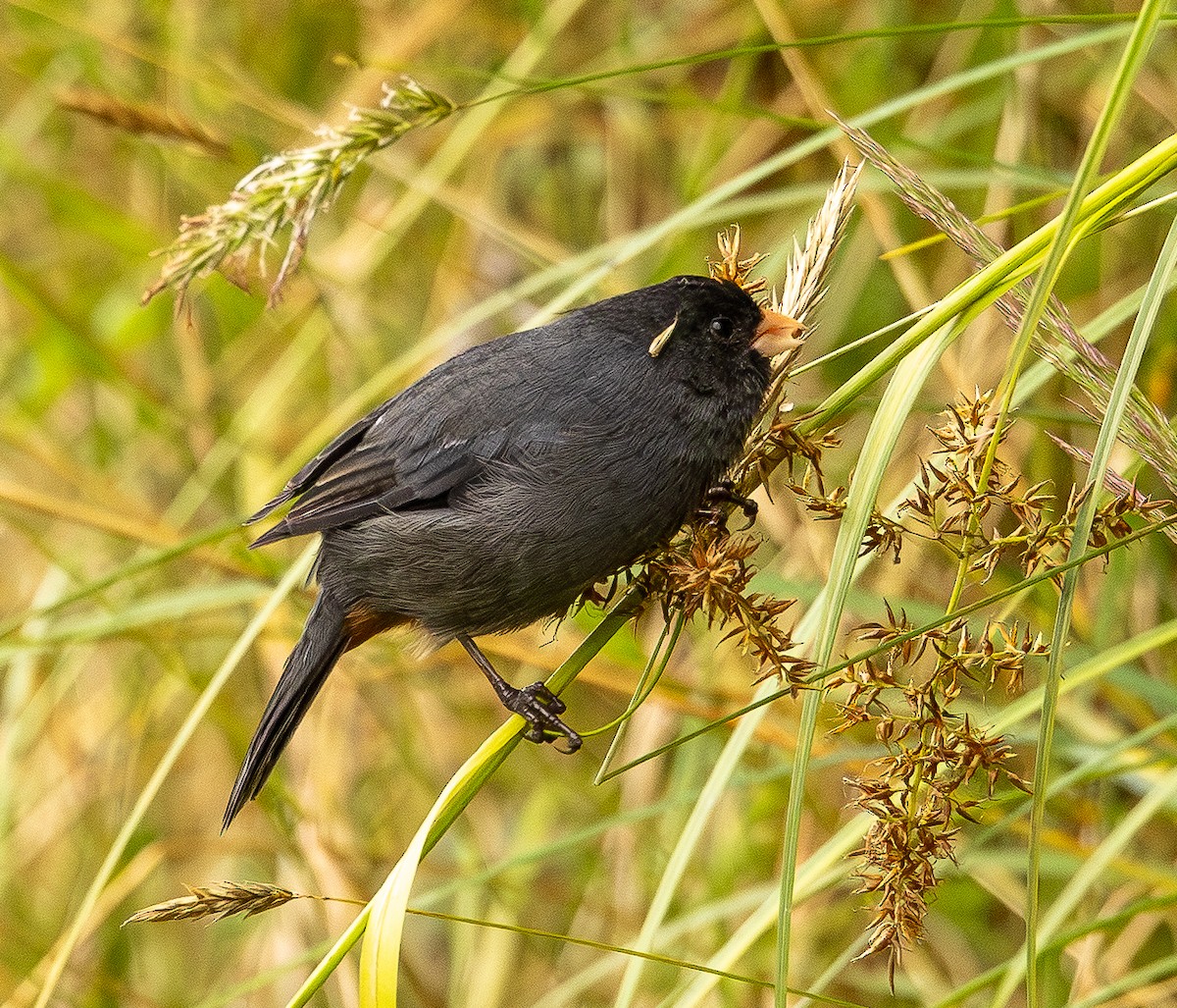 Schlankschnabel-Samenfresser - ML646152923