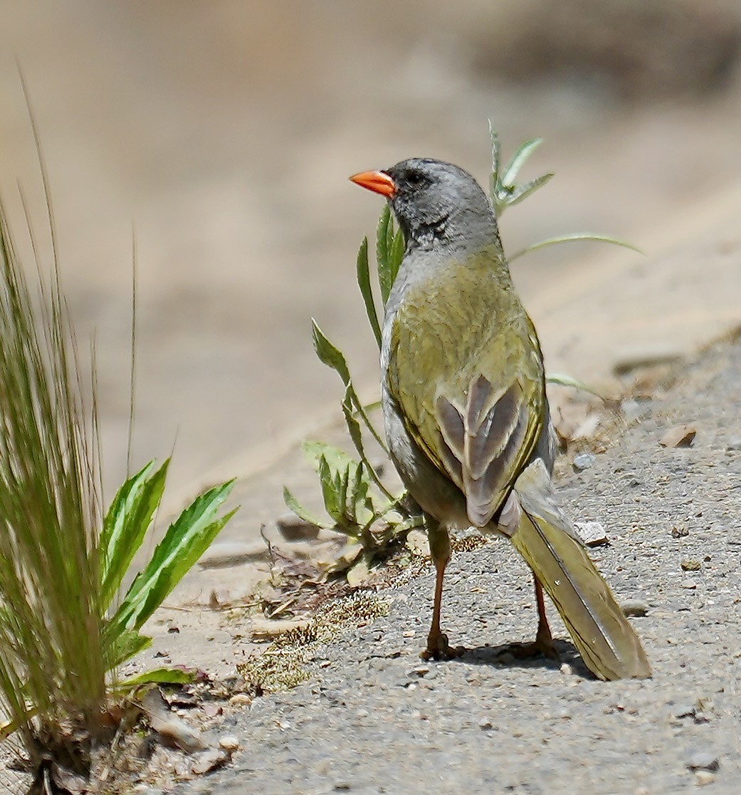 Great Pampa-Finch - ML646152925