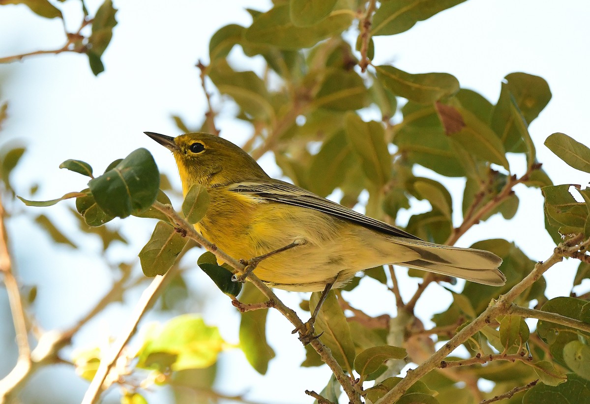 סבכון אורנים - ML646152926