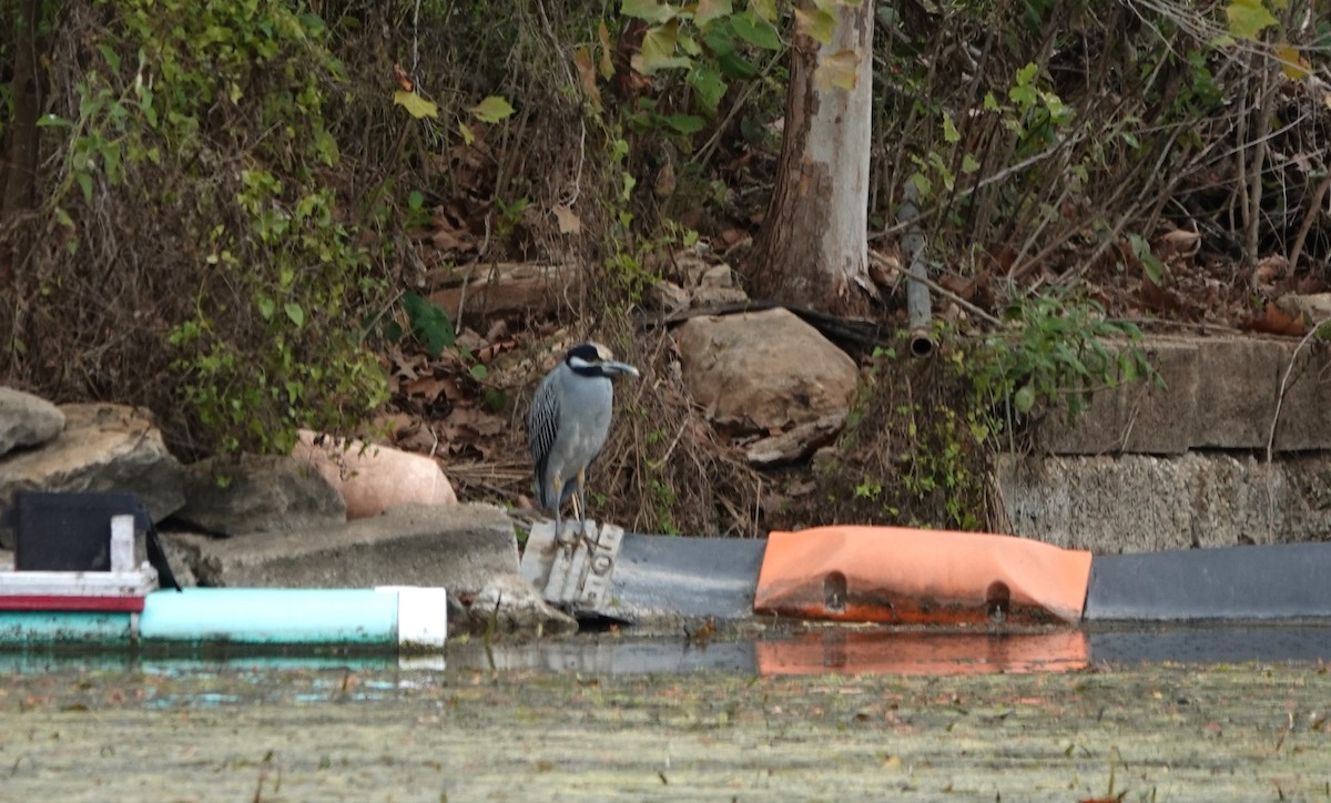 Yellow-crowned Night Heron - ML646152928