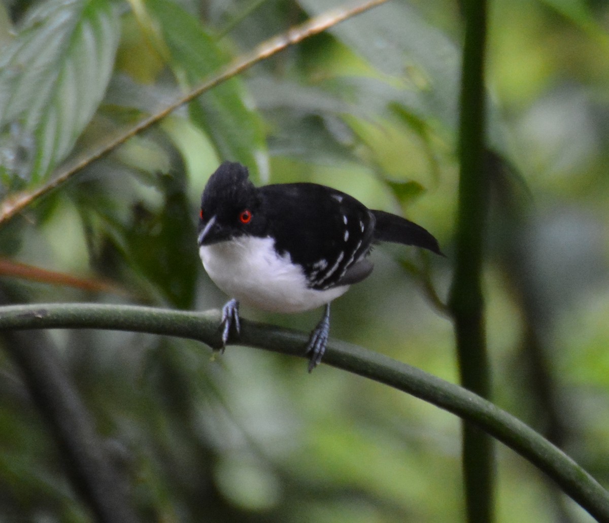 Great Antshrike - ML646152929
