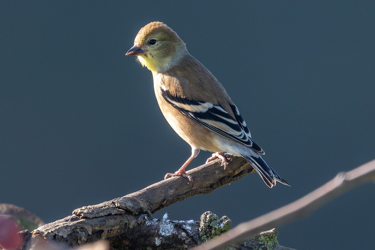 American Goldfinch - ML646152930