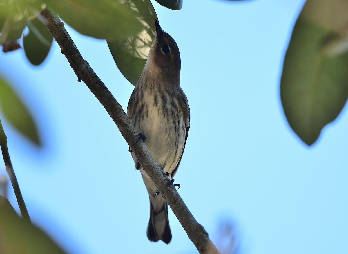 Yellow-rumped Warbler (Myrtle) - ML646152931