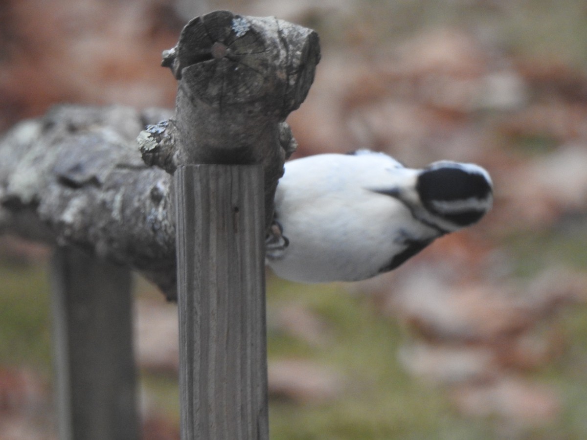 Hairy Woodpecker - ML646152937
