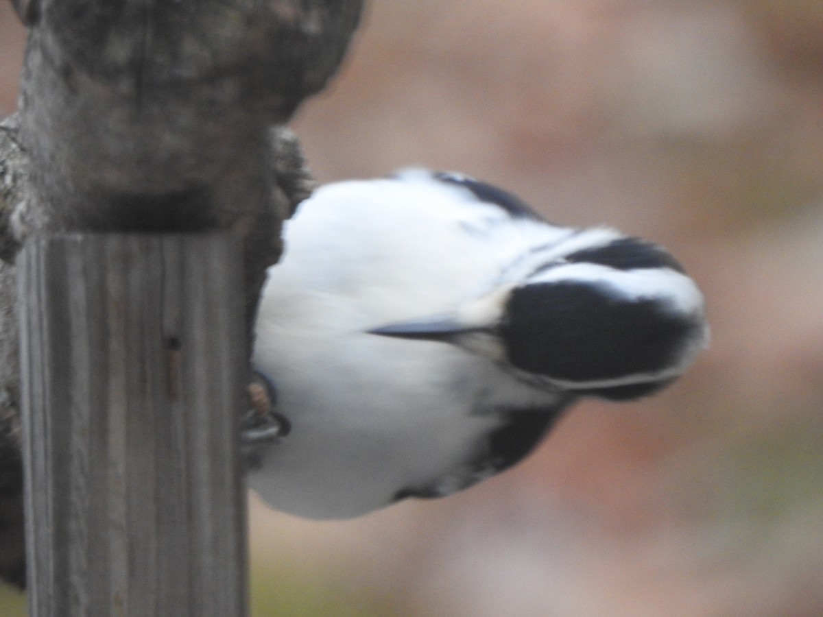 Hairy Woodpecker - ML646152938