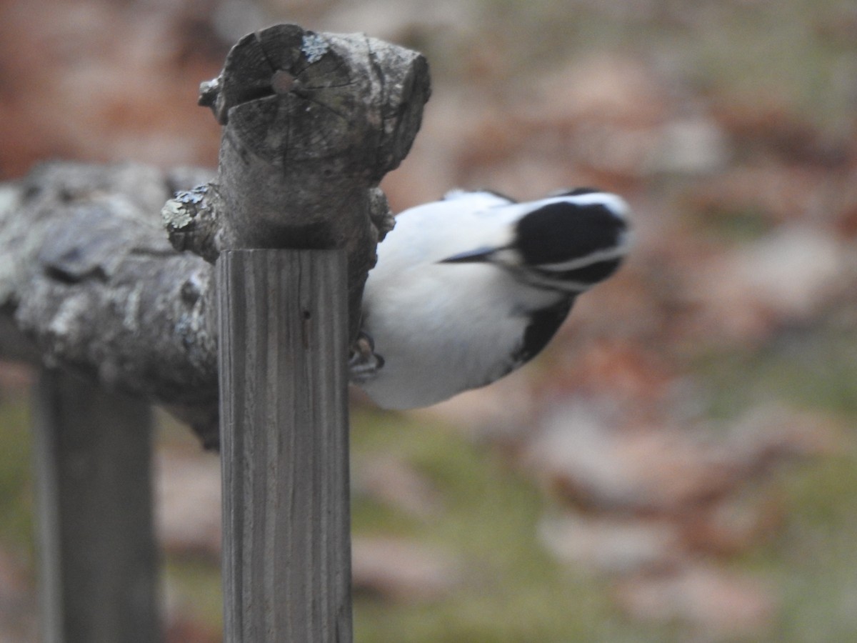 Hairy Woodpecker - ML646152939