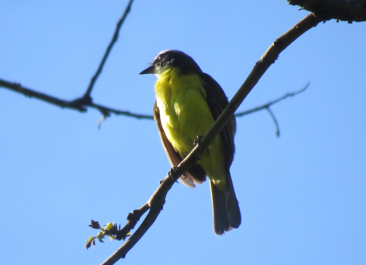 Tyran sociable - ML646152940