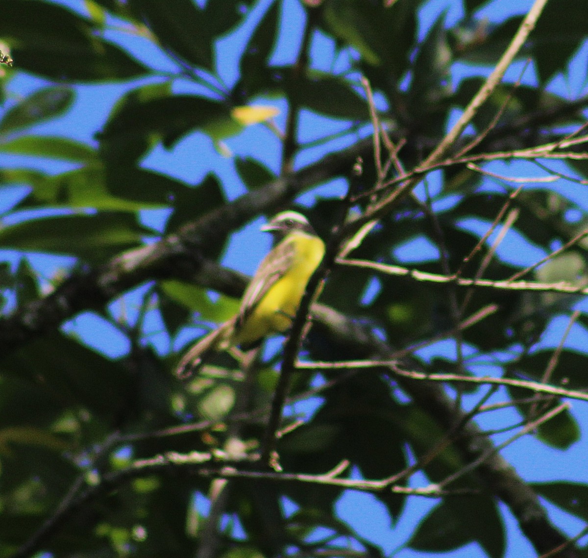 Tyran sociable - ML646152941