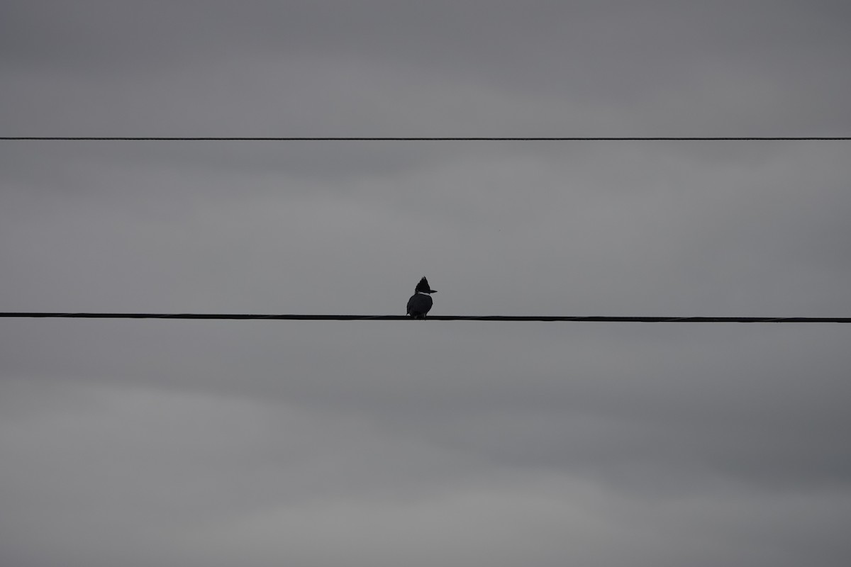 Belted Kingfisher - ML646152942