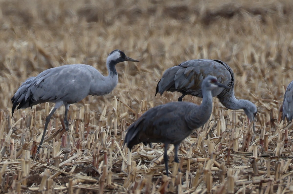 灰鶴 - ML646152953