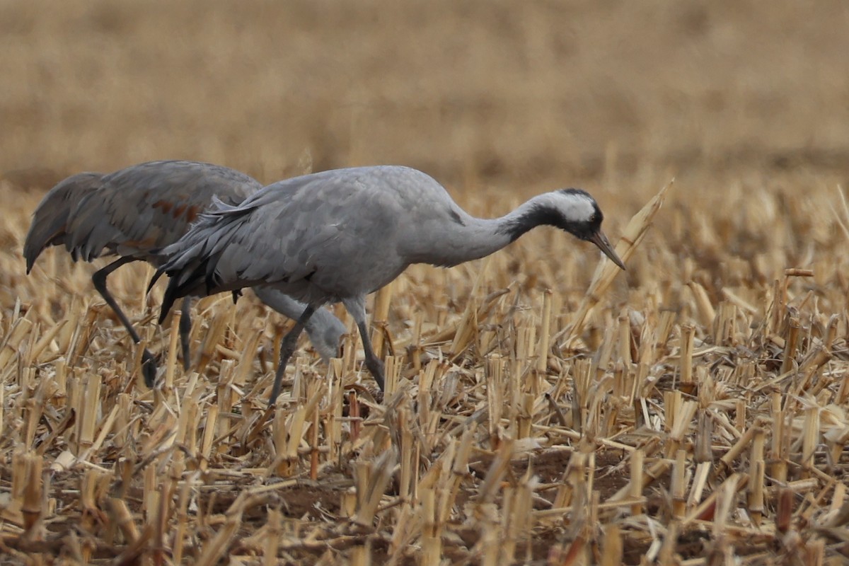 灰鶴 - ML646152954