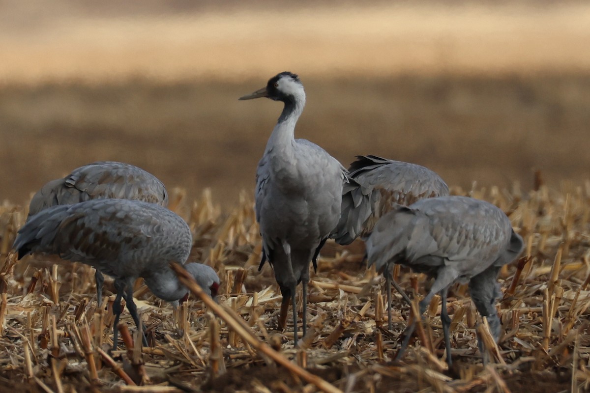 灰鶴 - ML646152955