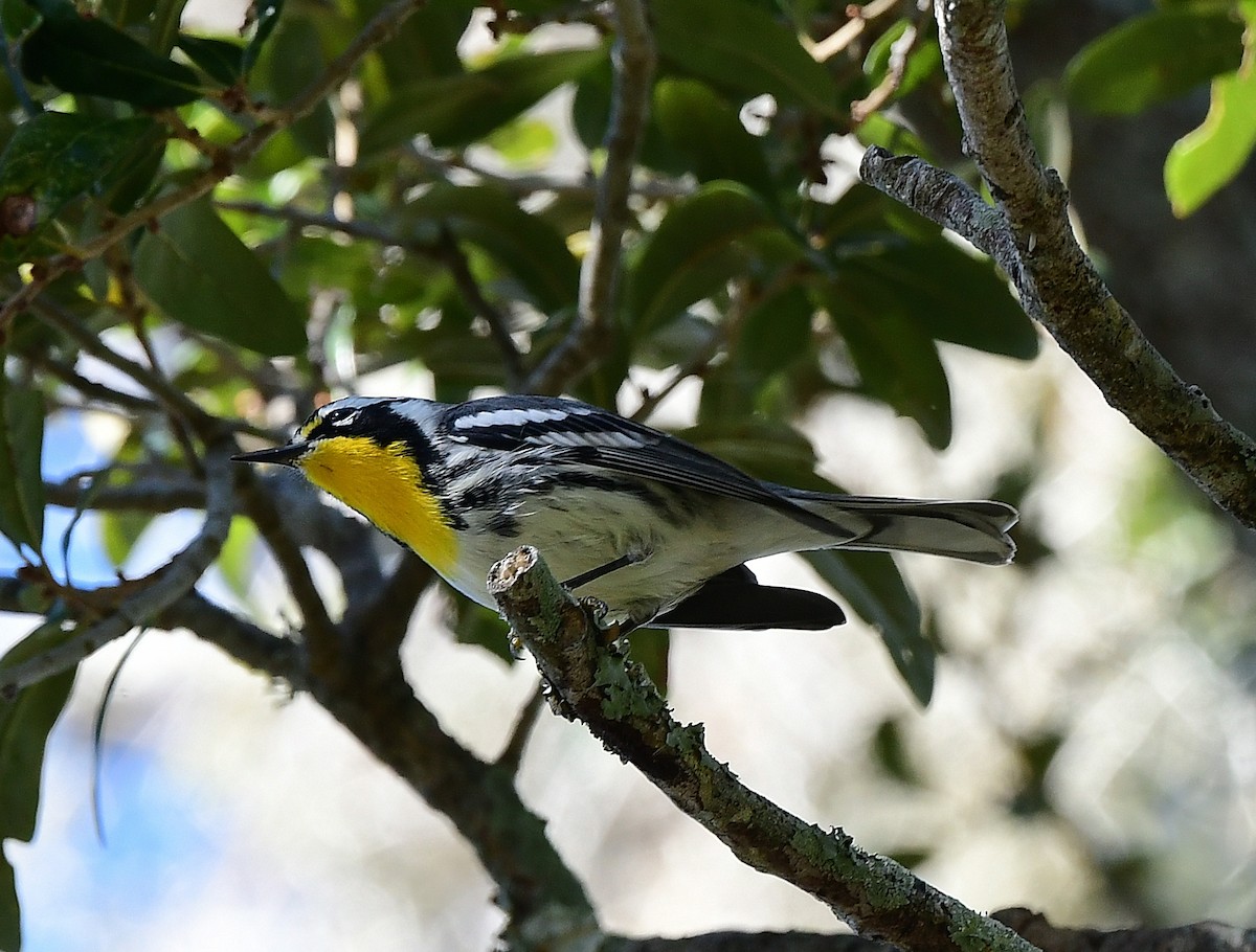 Yellow-throated Warbler - ML646152956
