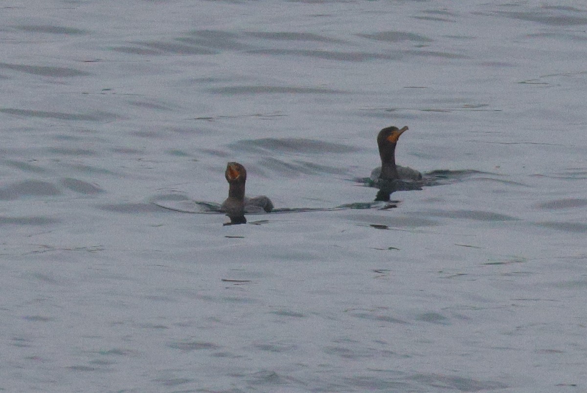 Double-crested Cormorant - ML646152957