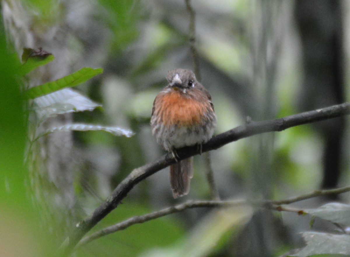 Moustached Puffbird - ML646152958
